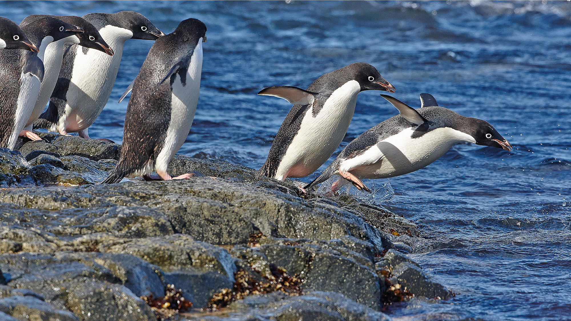 swimming fun with the adelie penguins